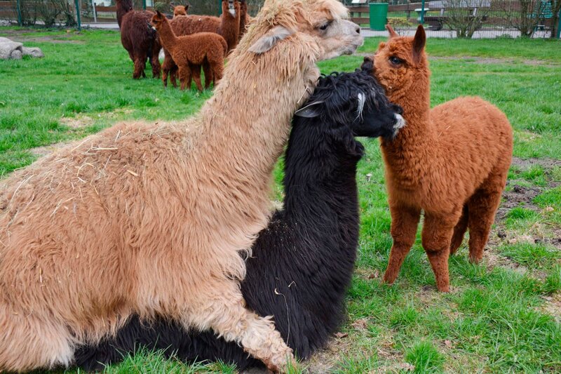 Alpakahengst Janosch bei seiner Herde im Jaderpark – Bild: BR/​Radio Bremen/​Volkmar Struessmann