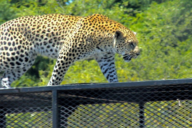 Die Leoparden „Dolce“ und „Gabbana“ sollen den Gehegeputztag in einem Käfig verbringen. – Bild: BR/​SWR/​Harald Mittermüller