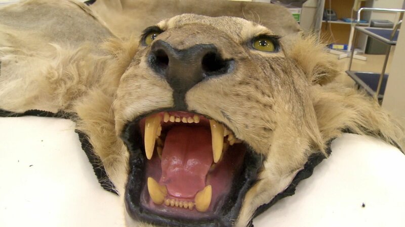 Die Verwendung des sendungsbezogenen Materials ist nur mit dem Hinweis und Verlinkung auf RTL+ gestattet. – Bild: RTL