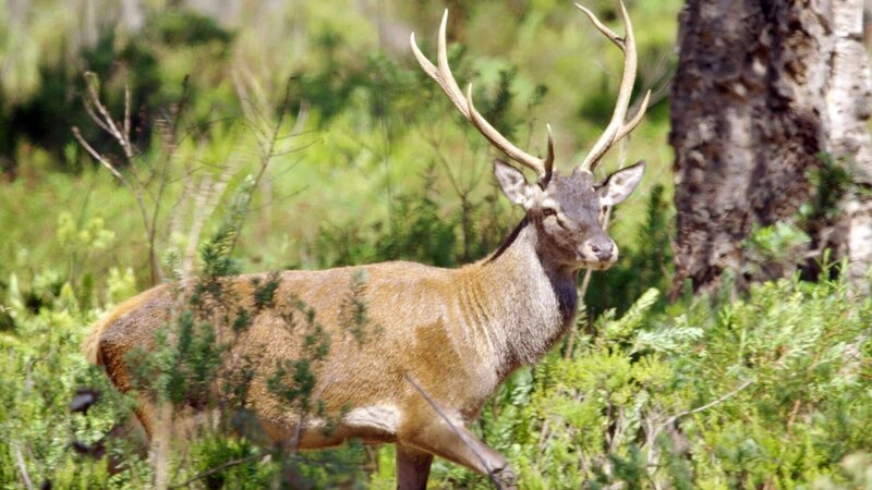 Korsischer Hirsch. – Bild: ORF/​epo-film