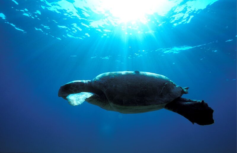 Unechte Karettschildkröte. – Bild: ORF III Unechte Karettschildkröte. – Bild: ORF III