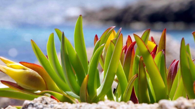 Strand-Wolfsmilch. – Bild: ORF/epo-film Strand-Wolfsmilch. – Bild: ORF/epo-film