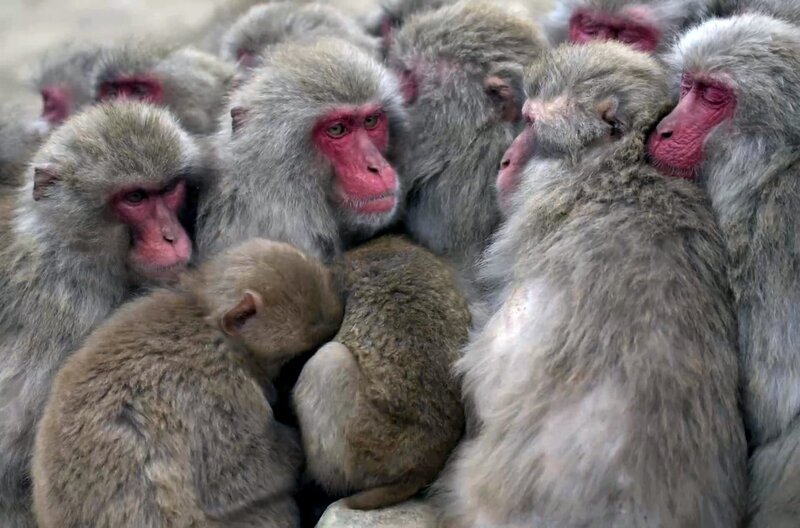 Auf der Insel Shodoshima folgt eine Gruppe Makaken einer einzigartigen Tradition: Bei Nachteinbruch und am frühen Morgen wärmen sich die sonst zuweilen aggressiven Affen gegenseitig. – Bild: Docland Yard