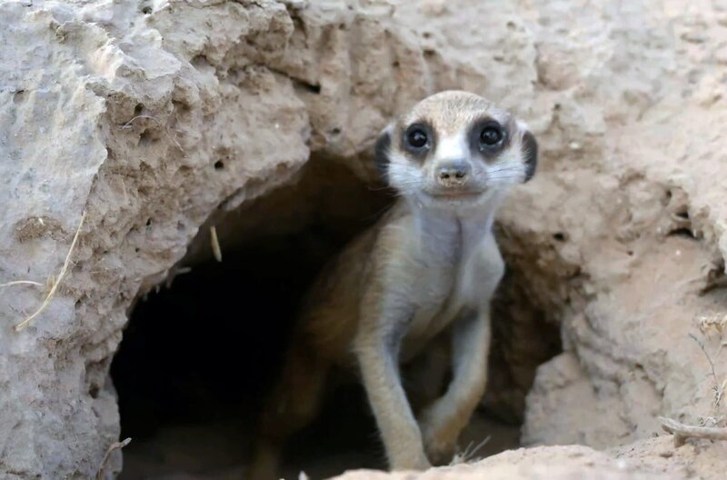 Erdmännchen lernen in allen Aspekten des Lebens voneinander. Dabei geht ihr Verhalten weit über das bloße Nachahmen hinaus. – Bild: Docland Yard