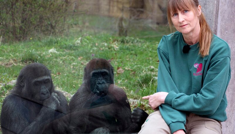 Immer was los in der Wilhelma: Gorillas mit Pflegerin Margot Federer. – Bild: SWR/​Christian Neumann