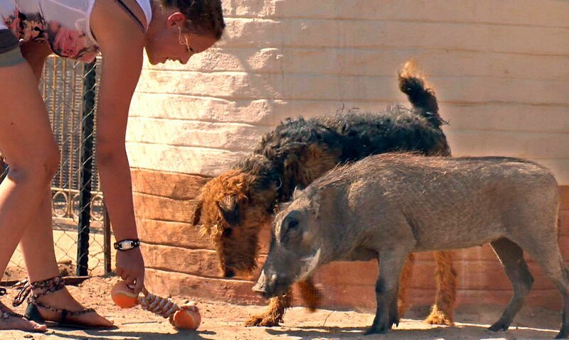 ARD/​SWR DAS WAISENHAUS FÜR WILDE TIERE FOLGE 40, „Abenteuer Afrika“, SWR Dokuserie mit 40 Folgen, deren Schauplatz die Tierrettungsstation „Harnas“ am Rand der afrikanischen Kalahari-Wüste ist, am Dienstag (28.02.12) um 16:10 Uhr im ERSTEN. Eine interessante Freundschaft: Warzenschwein und Hund! – Bild: SWR