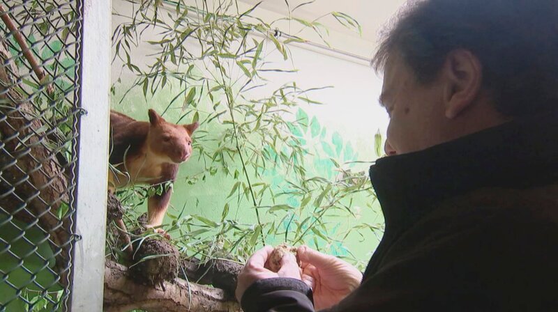 Baumkänguru-Männchen Samarei, aus dem Frankfurter Zoo, bekommt Besuch. – Bild: HR