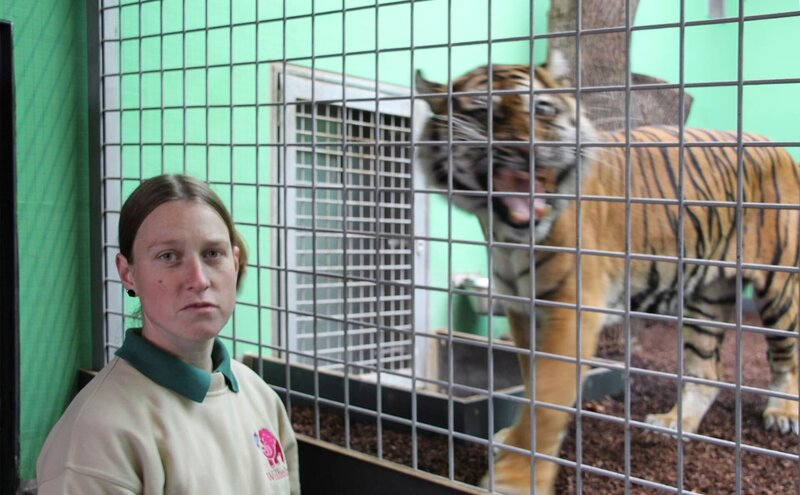 Tiger Dumai mit Tierpflegerin Katja Kunath. – Bild: SWR/​Christian Neumann