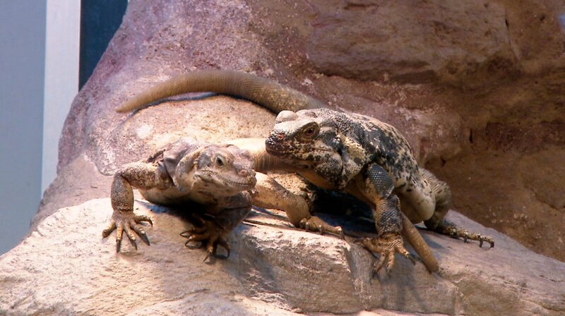 Bei den Echsen hat die Paarungszeit begonnen. Joschka versorgt die Weibchen jetzt extra gut mit Futter – und setzt schon trächtige zur Eiablage in ein separates Gehege. So trickst er Eierdiebe in den eigenen Reihen. – Bild: SWR/​Christian Neumann