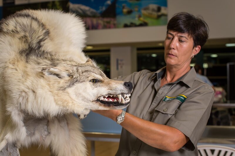 Australischer Grenzschutzbeamter mit einem Timberwolf-Fellteppich. – Bild: CH Media
