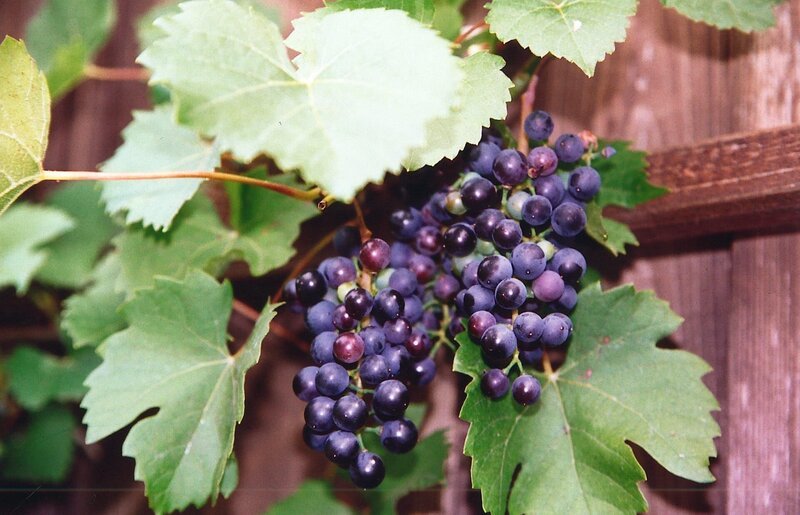 Ursprünglich wuchsen die Weinreben wild auf Bäumen. Sie rankten dem Licht entgegen und breiteten ihre lianenartigen Triebe über den Baumkronen aus. Doch schon vor 5.000 Jahren kultivierten und züchteten die Ägypter diese Pflanze. – Bild: BR/​Angelika Zettl