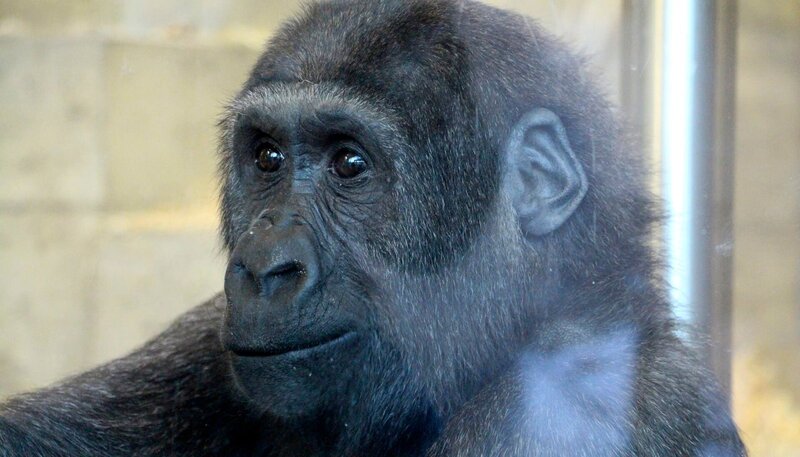 Die Gorilla-Handaufzuchten Vana und Tebogo gehen nach vier Jahren in der Wilhelma auf die weite Reise nach Dublin. – Bild: SWR/​Christian Neumann