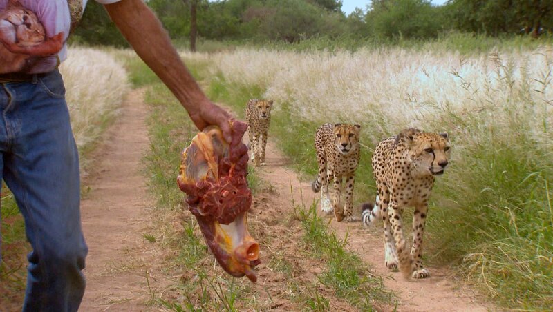 Die drei Geparden Lueki, Shingela und Jeanie müssen erst mal umziehen. – Bild: SWR/​Matias Lackner