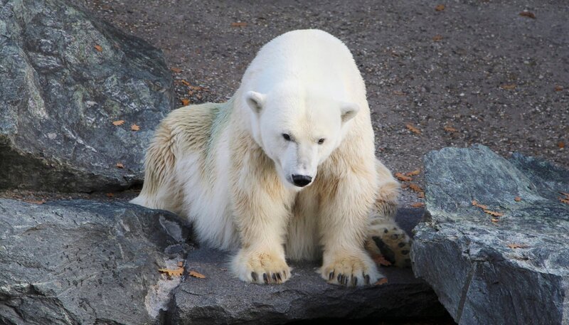 Eisbär in der Wilhelma. – Bild: SWR/​Christian Neumann