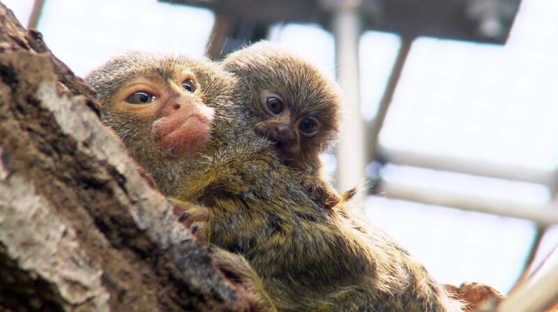 In der Wilhelma gab es Zwergseidenaffen-Nachwuchs. – Bild: BR/​SWR/​Christian Neumann