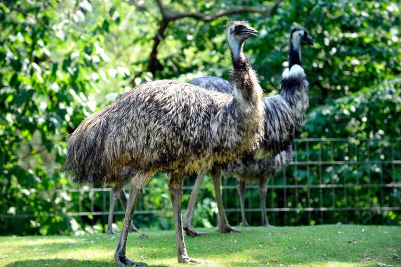 Zoo Berlin: Straußeneltern Henne Peggy und Hahn Al auf dem Freigehege – Bild: rbb/​Thomas Ernst