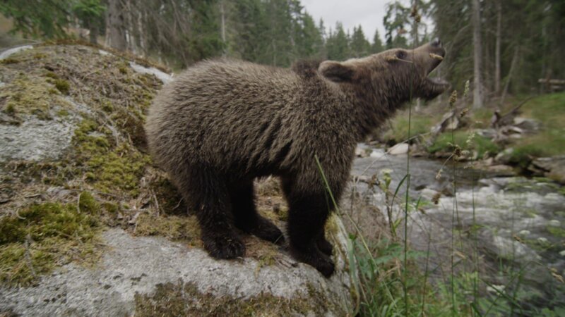 40 kg Bär, davor hätte jeder Respekt. – Bild: BR/​Angelika Sigl