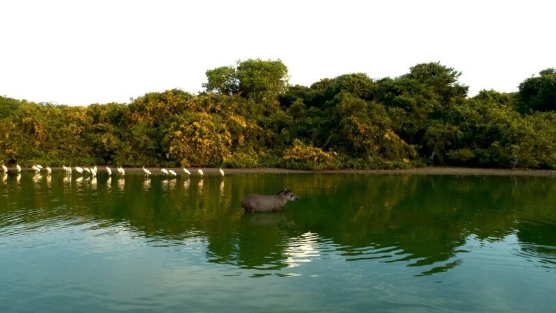 In der Trockenzeit brauchen die Tiere des Pantanal den See, der nicht austrocknet. – Bild: RTL /​ © 2021 Plimsoll Productions Ltd./​ © 2019 SNI/​SI Networks