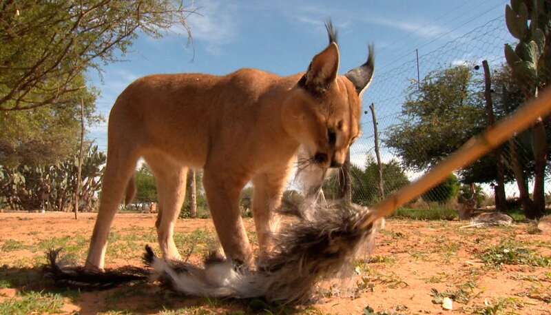 Um den Jagdinstinkt der luchsähnliche Wildkatze Karakal zu wecken, trainieren die Pfleger mit „Reizstecken“: Lange Bambusstangen, an deren einem Ende Straußenfedern befestigt sind. So imitieren sie einen flüchtendes Beutetier. – Bild: SWR/​Harald Mittermüller