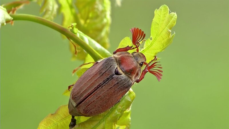 In einem beeindruckenden Tierfilm wird gezeigt, wie der Maikäfer fliegt. Woher er wohl seinen Namen hat? – Bild: WDR/​Die Sendung mit dem Elefanten