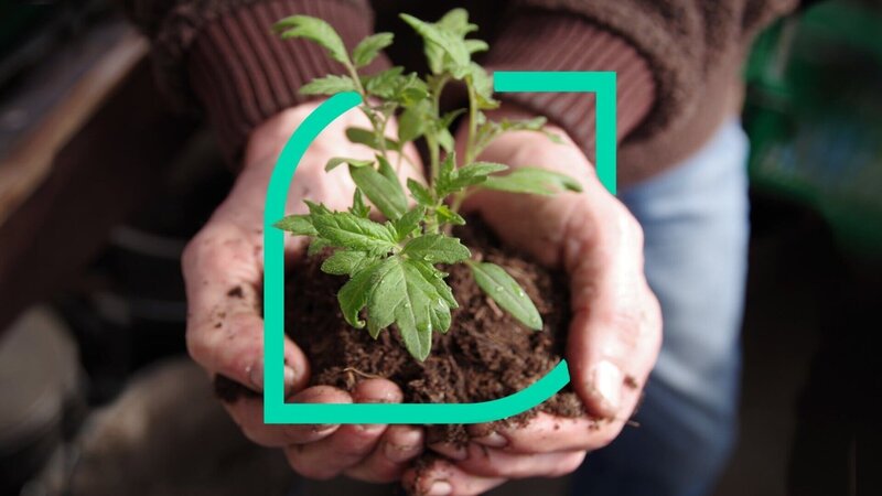 Anzuchtpflanze – Bild: ZDF und Eva Münstermann