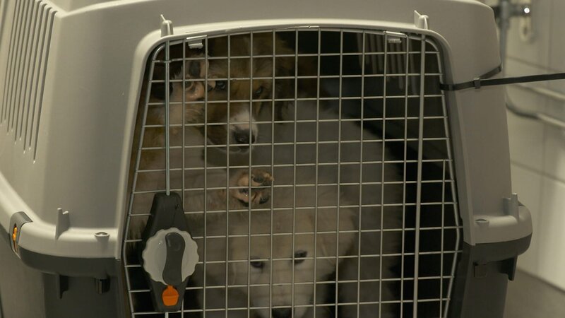 Dogs in a transporter. – Bild: Warner Bros. Discovery