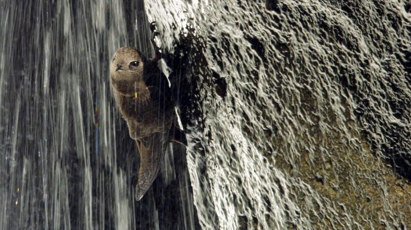 Obwohl gefährlich, bieten die Wasserfälle Rußseglern Schutz vor Feinden und ungestörte Nistmöglichkeit. – Bild: ORF/NDR Naturfilm/Christian Baumeister Obwohl gefährlich, bieten die Wasserfälle Rußseglern Schutz vor Feinden und ungestörte Nistmöglichkeit. – Bild: ORF/NDR Naturfilm/Christian Baumeister