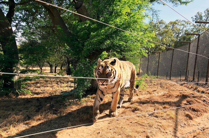 In Südafrika baute die Tierschutzorganisation „Vier Pfoten“ eine riesige Auffangstation für geschundene Raubkatzen. – Bild: SWR/​DOCMATV/​Christian Ehrlich