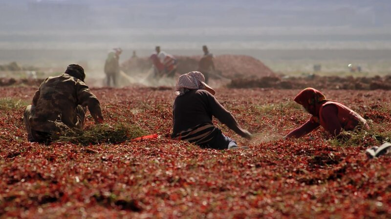 Ein Großteil der chinesischen Chili-Ernte trocknet in der Wüste von Xinjiang. – Bild: ZDF und arte, Guo Yeqi