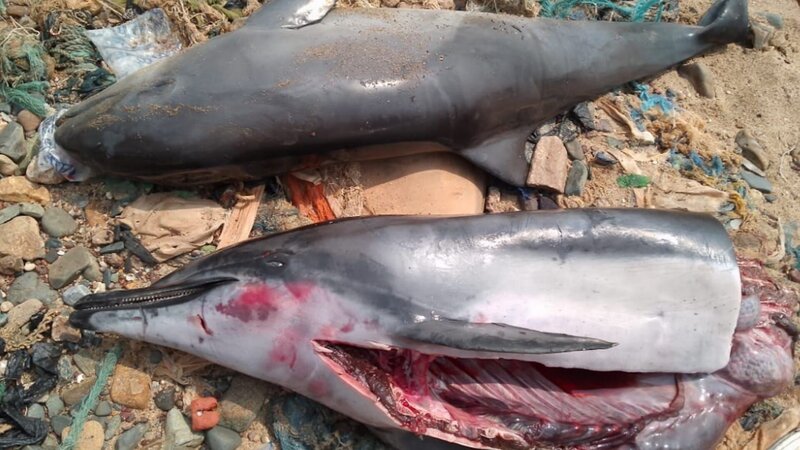 Weltweit werden Delfine gefangen und getötet. Umweltschützer schätzen, dass es weit mehr als 100.000 illegale Tötungen jedes Jahr gibt. – Bild: Michael Nieberg