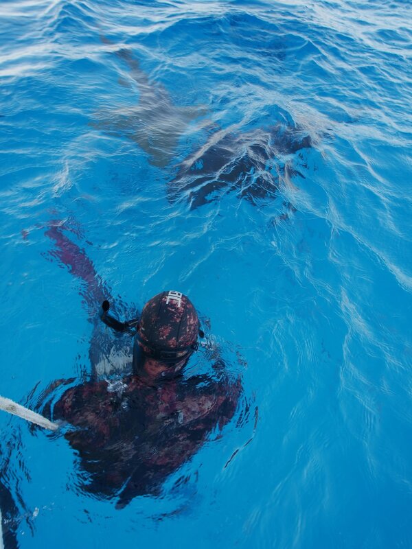 Haie im Bermudadreieck – Bild: Discovery Communications, LLC