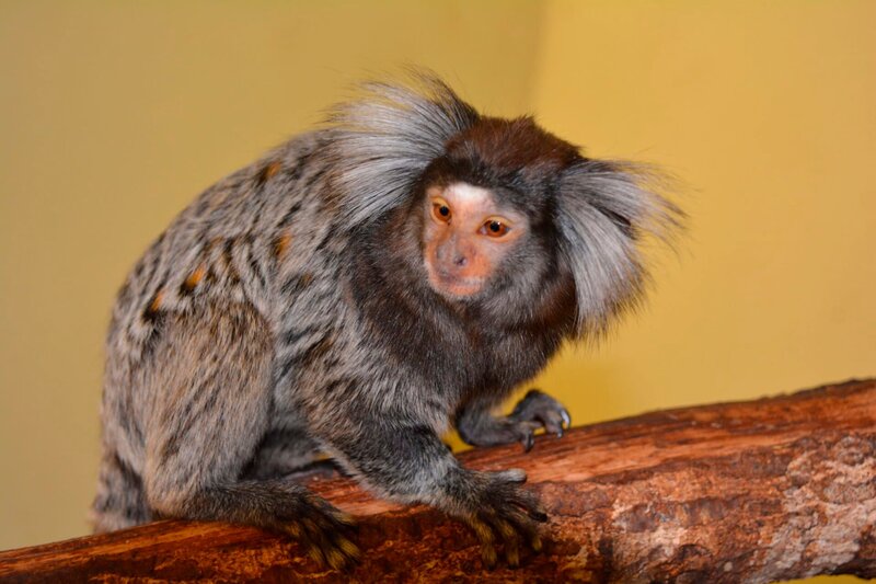 Weissbüschelaffen im Jaderpark – Bild: BR/​Radio Bremen/​Volkmar Struessmann