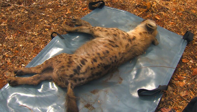 Farmer bringen eine Tüpfelhyäne, die sie als Baby gefunden und aufgezogen haben. – Bild: Dani Purer /​ BR, SWR