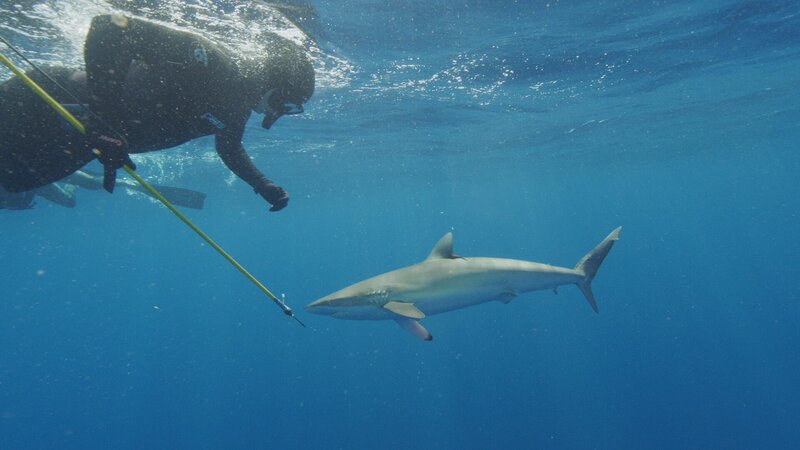 Craig O’Connell with tagging spear and Silky Shark. – Bild: Discovery Communications, LLC