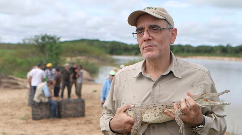 170 junge Orinoco-Krokodile setzen Omar Hernandez und die Mitarbeiter der El Hato Masaguaral Ranch heute aus, in der Hoffnung, dass sie den Bestand in freier Wildbahn vergrößern. – Bild: BR/​Medienkontor/​Roland Wagner
