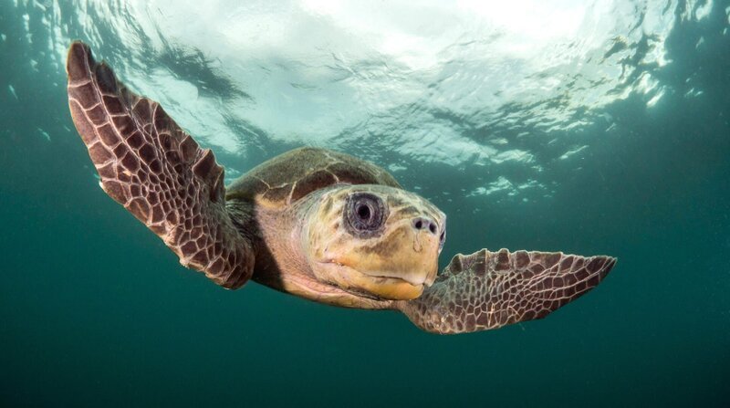 Eine Oliv-Bastardschildkröte ist auf dem Weg zu ihrem Heimatstrand an Costa Ricas Küste, über 1500 Kilometer ist sie bereits geschwommen. – Bild: ZDF und WDR/​BBC NHU/​Dan Beecham.