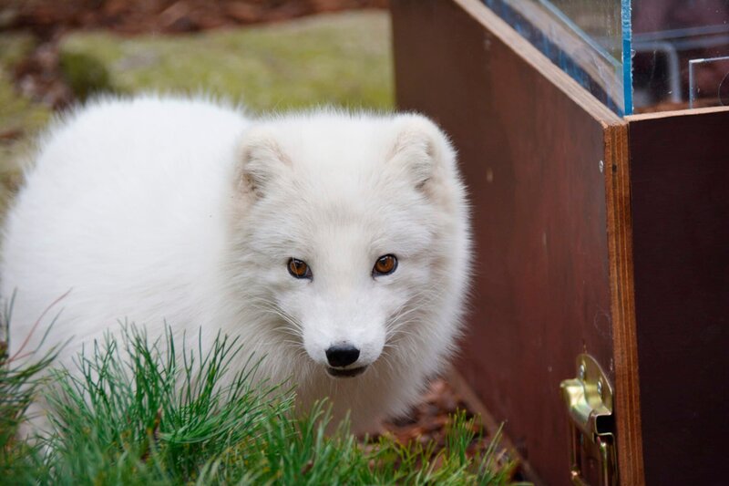 Polarfüchsin Mijou – Bild: BR/​Radio Bremen/​Volkmar Struessmann