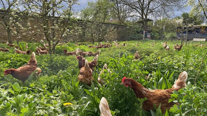 Hühner auf dem biodynamischen Dottenfelder Hof – Bild: Marvin Entholt /​ ZDF