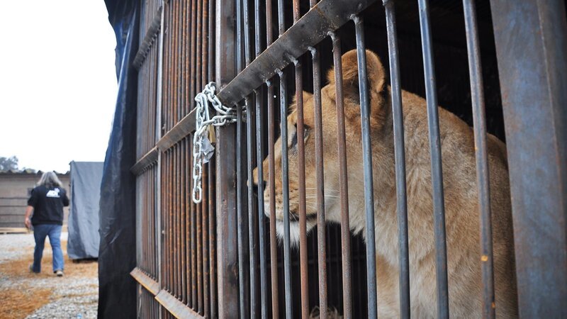 Lioness – Bild: TLC (DEUT)