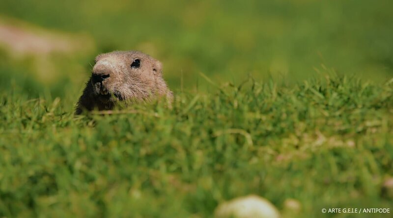 Berge bedecken 25 Prozent der Landfläche, beherbergen aber drei Viertel aller Säugetier-, Vogel- und Amphibienarten – darunter auch das Murmeltier. – Bild: ARTE/​Antipode