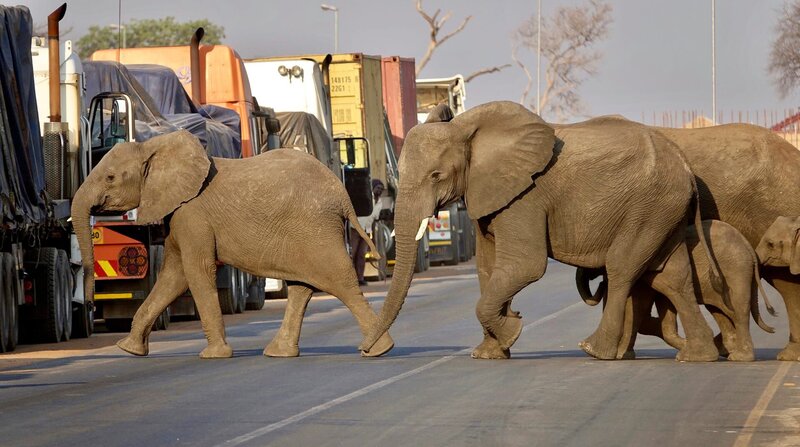 Grenzgänger: Im Dreiländereck von Botsuana, Sambia und Simbabwe kommt es oft zu langen Staus. Die LKWs blockieren die traditionellen Zugwege der Elefanten. Intelligent und anpassungsfähig, finden die Tiere dennoch einen Weg. – Bild: 3sat