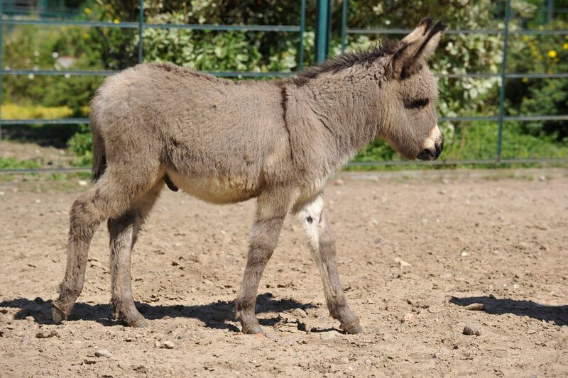 ARD/​rbb PANDA, GORILLA & CO., TEIL 231, „Geschichten aus dem Zoo Berlin und dem Tierpark Berlin“, Wildeselfohlen Carlos – Bild: rbb/​Thomas Ernst