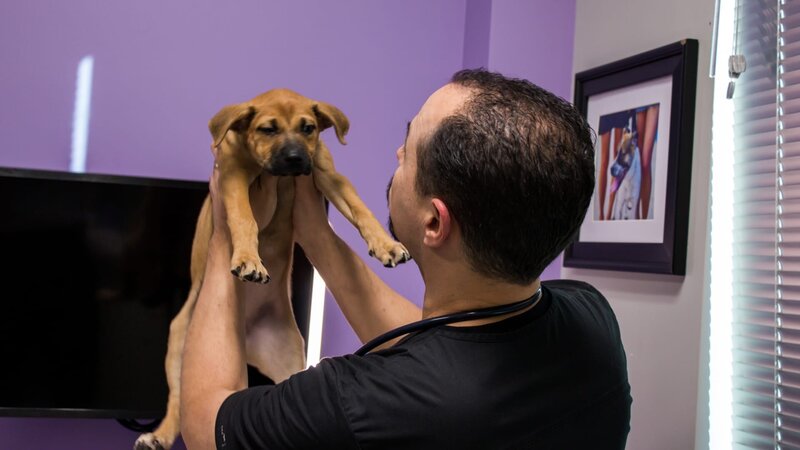 Dr. Lavigne holds up Junebug to examine her. – Bild: Discovery Communications