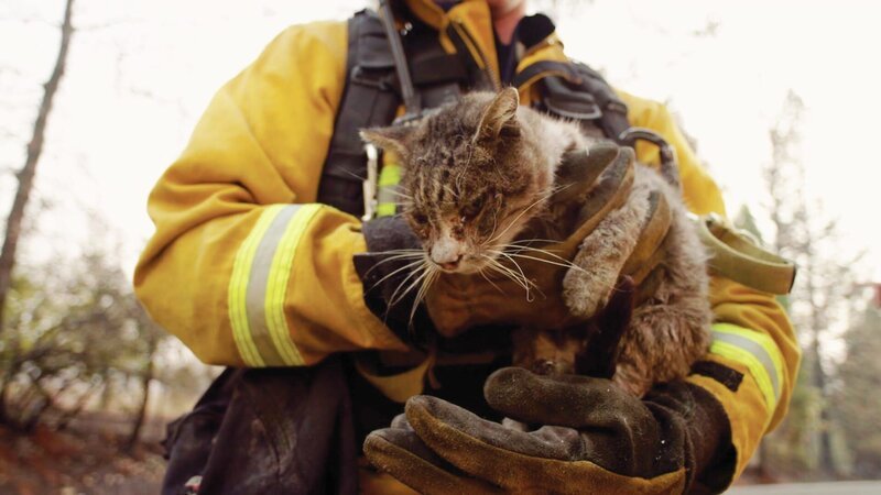 Ein Feuerwehrmann hält eine Katze – Bild: CuriosityStream Inc