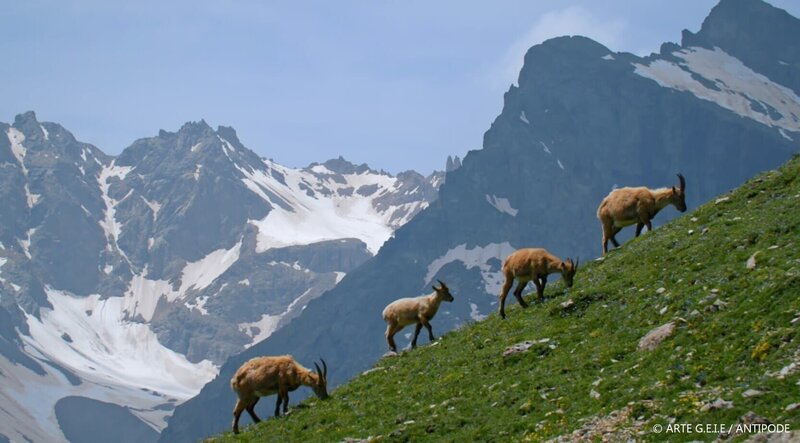 Ein typischer Vertreter der vielfältigen Tierwelt in den Bergen ist der Steinbock. – Bild: ARTE/​Antipode