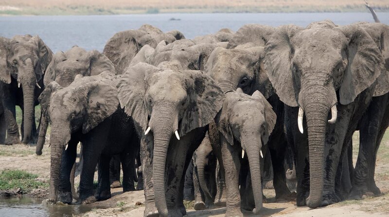 In unübersichtlichen oder gefährlichen Situationen rückt die Herde eng zusammen. Die Matriarchin (rechts im Bild) führt sie an einen sicheren Ort. – Bild: 3sat