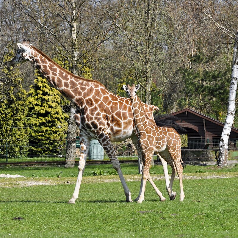 Giraffennachwuchs im Jaderpark. – Bild: BR/​Jaderpark/​Radio Bremen