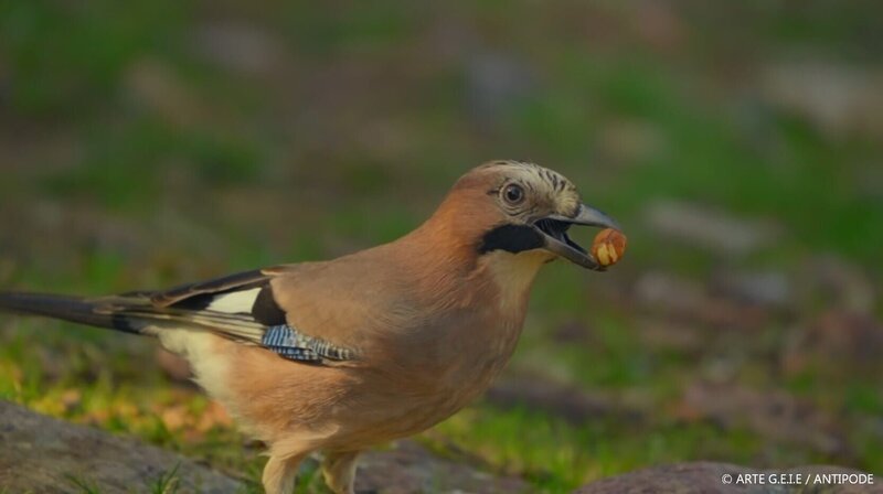 Vorsorglich sammelt der Eichelhäher Samen und Früchte, um für die karge Winterzeit vorzusorgen. – Bild: ARTE/​Antipode /​ ARTE G.E.I.E. /​ Antipode