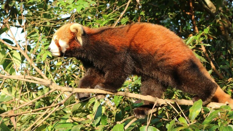 Der Kleine Panda lebt an den Hängen des Himalaya und frisst am liebsten Bambus. – Bild: ZDF und NHNZ Ltd.