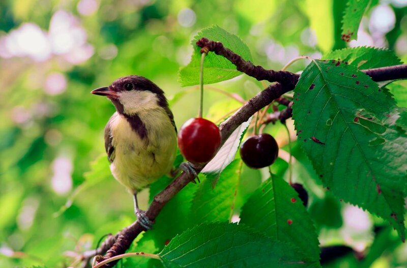 Unter den kleinen Meisen ist sie ganz groß – die Kohlmeise. – Bild: MDR/Altayfilm Unter den kleinen Meisen ist sie ganz groß – die Kohlmeise. – Bild: MDR/Altayfilm
